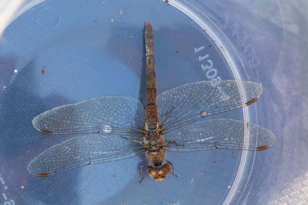 Libellulidae - Sympetrum striolatum